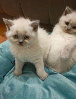 Süße Babykatze sucht liebevolles Zuhause - Köln