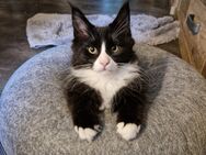 Maine Coon Kitten dürfen ausziehen - Osnabrück