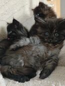 Norwegische Waldkatze Kitten in 37589