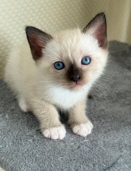 Heilige Birma-BKH Silvertabby - Speicher