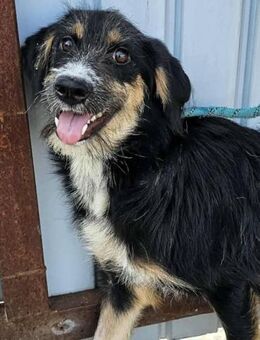 Süße Leona sucht Familie - Düsseldorf