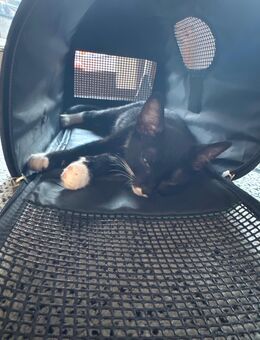 🏷️ Rasse: Meist Hauskatze / Europäisch Kurzhaar Tuxedo-Katze (schwarz-weißes Fellmuster) - Geilenkirchen Zentrum