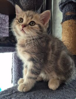 Bkh 2 Kitten frei - Hörstel
