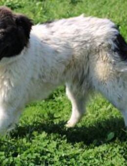 Manda - menschenbezogen u. kinderlieb - Lohra