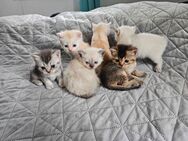 6 BKH Kitten - Backnang