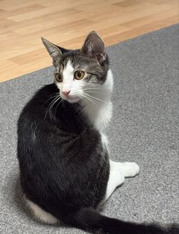 Liebevolle Katze - Augsburg