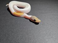 1.0 Mojave Piebald Ghost pos het Ultramel Männchen zu verkaufen! - Achim