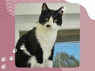 Süße Katze Joanie sucht ihr Personal - Lalendorf