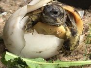 Griechische Landschildkröten (Testudo hermanni boettgeri) NZ 2024 - Berlin Spandau