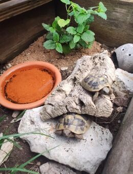 Süße Baby Schildkröten- griechische Landschildkröte THB 2025 mit Cites Papieren - Weiden (Oberpfalz) Zentrum