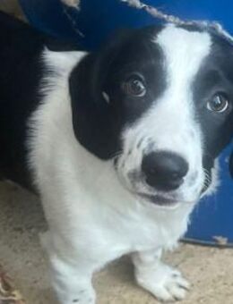 Nela - fröhliches Bracken-Mix-Mädchen - Hamburg