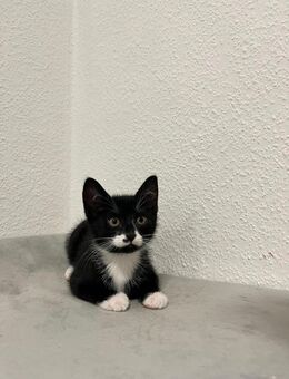 🐾 Wunderschöne Kitten abzugeben – 3 Mädchen & 1 Junge gechipt, geimpft & entwurmt 🐾 - Schöppingen