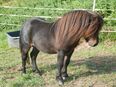 Rothensande KING OF HEARTS - gekörter Sohn von BIRLING GREY MIRAGE Mini Shetland 69 cm in 34587