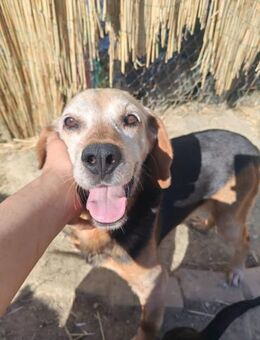 Rudi, freundlicher Senior, ca. 9 Jahre, - Vaterstetten