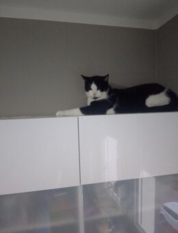 Katze ( Kater zu verkaufen) vier Jahre - Hamm