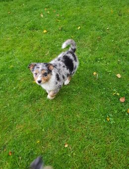 Mini Australian Shepherd Welpen - Haltern (See)