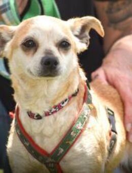 Hundedame Goya - Hamburg