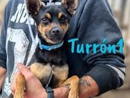 Turrón1 kleiner Pinscher-Mix 11/23 ESP - Ruppertsecken