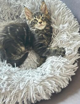 Rein rassige Maine Coon Junge - Stuttgart