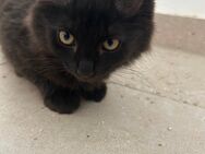 Zwei liebevolle Katzenbabys abzugeben – nur zusammen - Kirchzarten