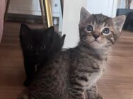 Schwarz e Main coon mix Katzenbabys - Ulm