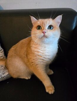 Black Golden Shaded - Dortmund