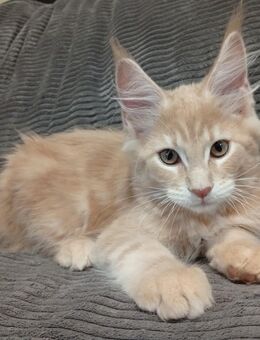 Maine coon mit Stammbaum - Hemau