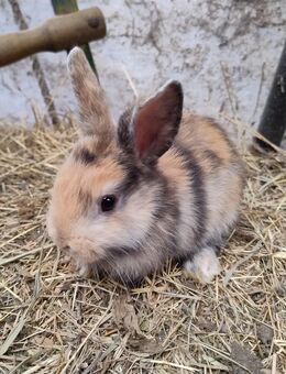 Kaninchen Zwergkaninchen Bock Böcke - Högsdorf
