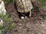 Schildkröten Babys griechische Landschildkröten mit 2023 Cites Papieren - Weiden (Oberpfalz) Zentrum