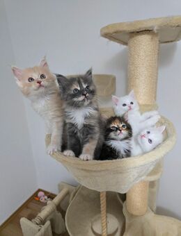 Maine Coon Mix Kitten 👑 - Ainring