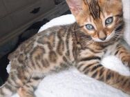 Bengal kitten Mädchen - Bremen
