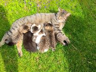Maine Coon-Mix Kitten Katzenbabys - Straubing