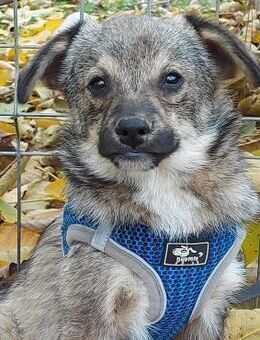 Hale - Rotenburg (Fulda)