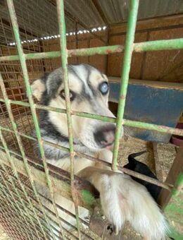 Dakota VA, voller Lebensfreude - Rheine