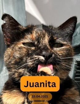 JUANITA, w., kastr., EHK, schildpatt - Sipplingen