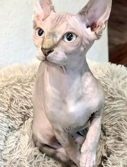Wunderschöne Sphynx Katze mit blauen Augen - Heide