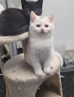 Britisch kurzhaar kitten - Reutlingen