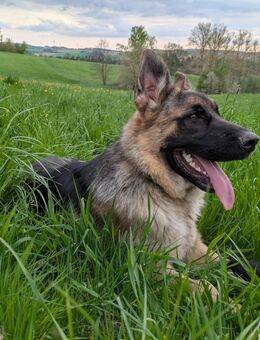 Altdeutsche Schäferhundwelpen , Schäferhunde - Frauenstein