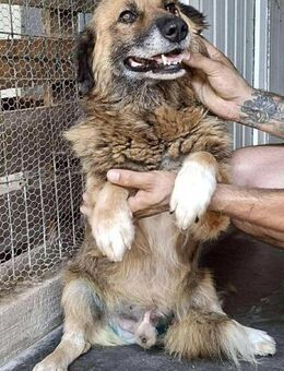 Sanfter Mats sucht neues Glück - Koblenz