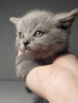 Reinrassige Britisch Kurzhaar Kätzchen – Stubenrein, entwurmt, bereit fürs neue Zuhause 🐾 - Solingen (Klingenstadt)