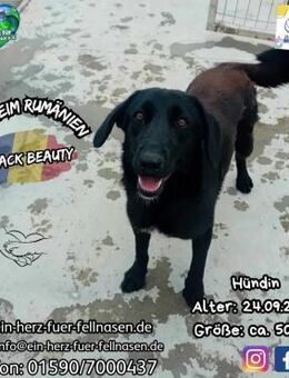 BLACK BEAUTY-möchte dein Herz erobern - Waakirchen