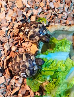 Griechische Landschildkröte NZ 2025 - Oranienburg