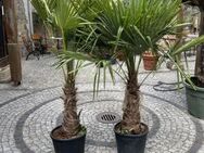 Hanfpalme - Trachycarpus Fortunei - ca 180cm - Versand möglich - Ludwigsburg