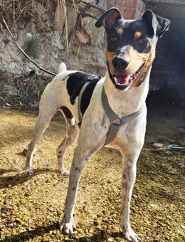 Charly wäre so gerne Teil einer Familie - Laatzen