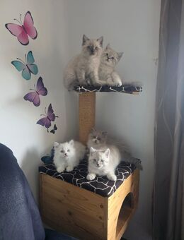 Ragdoll und BKH Mix Kazten - Nalbach