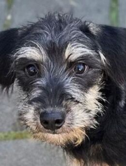 Zuckersüße CASEY - Gefrees