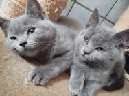 2 BKH Kitten - Blankenheim (Sachsen-Anhalt)