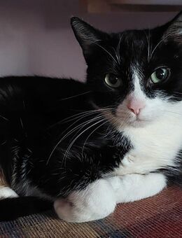 Verkaufe Katze - Silbitz