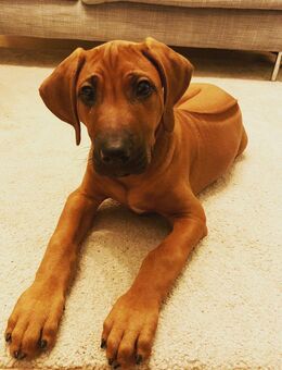Schöne Rhodesian Ridgeback Welpen - Aicha (Wald)