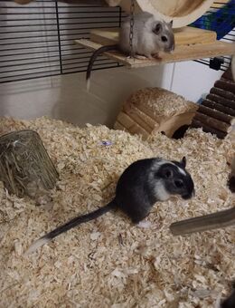 Süße Rennmäuse / Mäuse / Mäuse Pärchen abzugeben - Zwickau